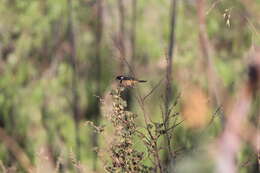 صورة Sporophila torqueola torqueola (Bonaparte 1850)