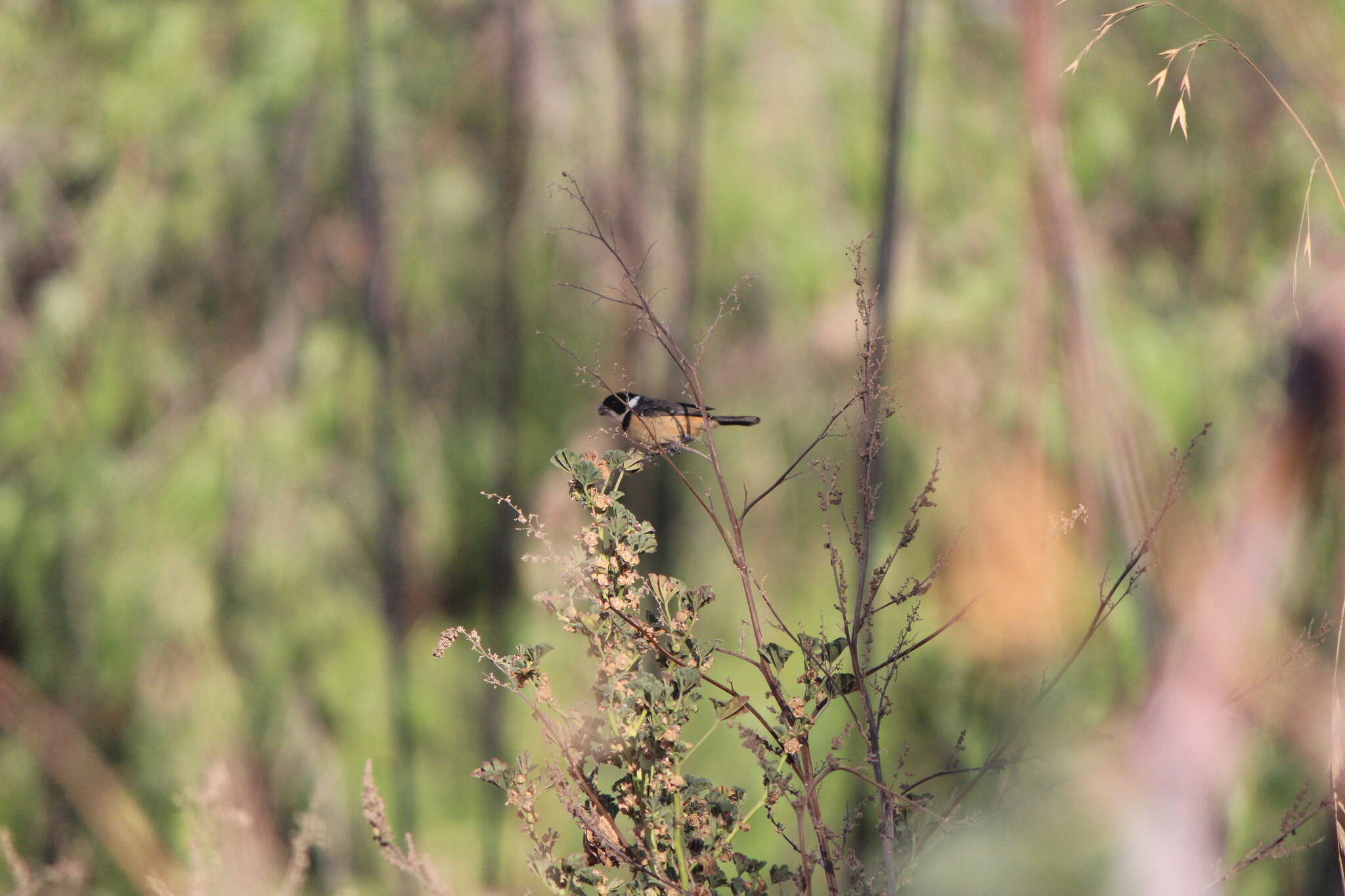 صورة Sporophila torqueola torqueola (Bonaparte 1850)