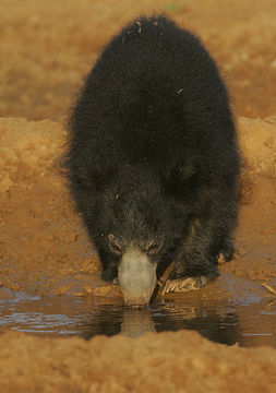 Image of Sri Lankan sloth bear