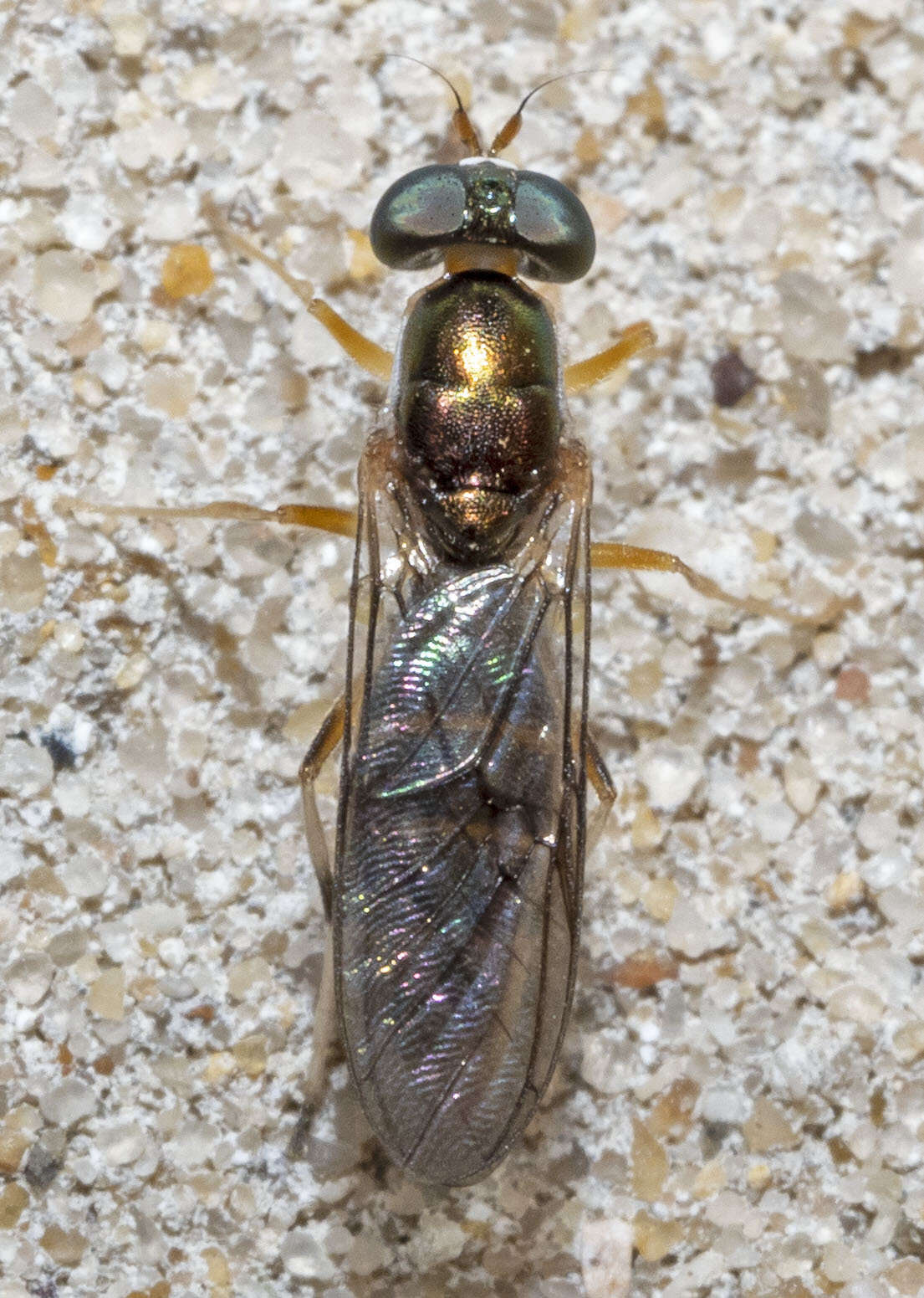 Image of Merosargus caeruleifrons (Johnson 1900)