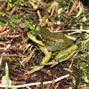 Image of Emerald Forest Frog