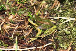 Image of Emerald Forest Frog