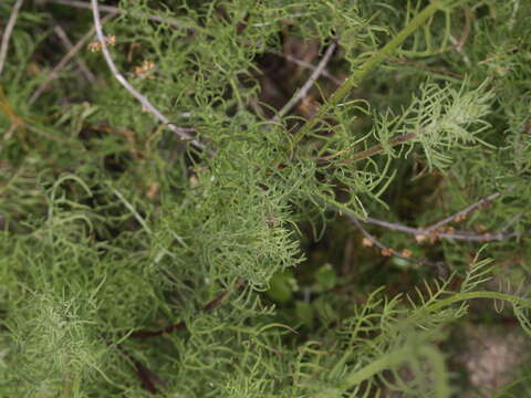 Image of Plectocephalus bridgesii