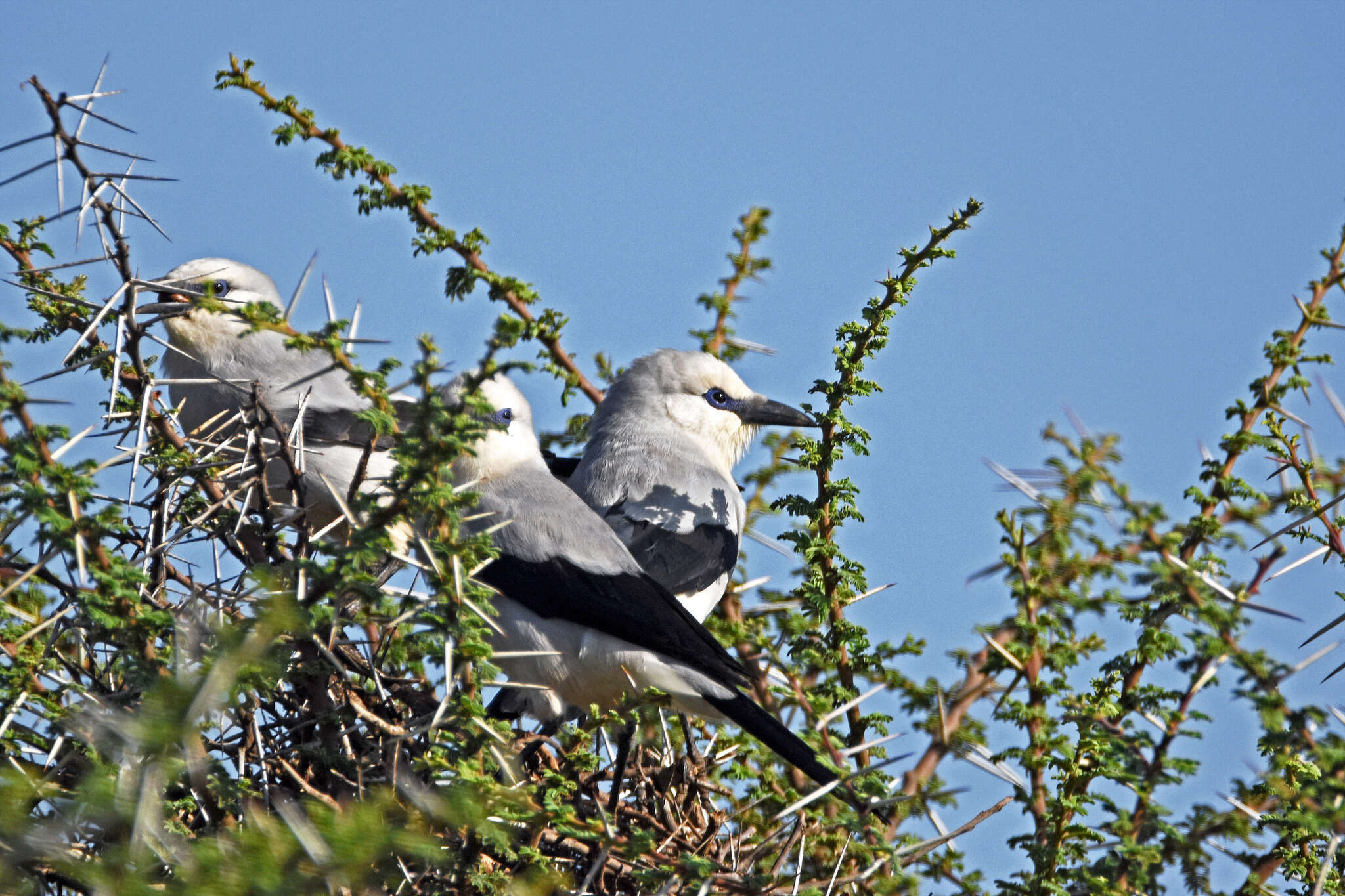 Image of Zavattariornis Moltoni 1938