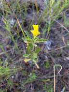 Oenothera serrulata Nutt. resmi