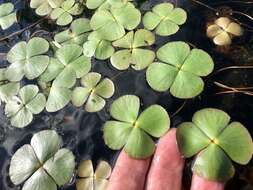 Marsilea quadrifolia L. resmi