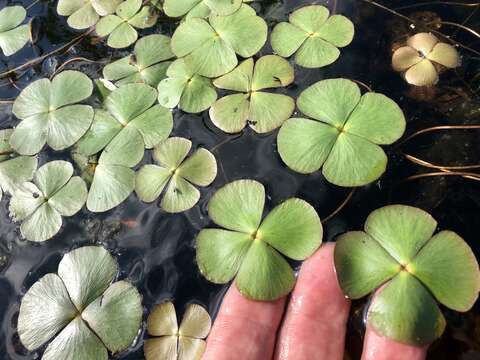 Image of Common Water Clover