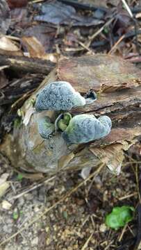 Image of Auricularia nigricans (Sw.) Birkebak, Looney & Sánchez-García 2013