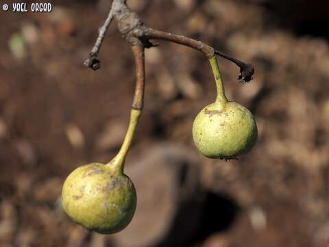 Plancia ëd Pyrus syriaca Boiss.