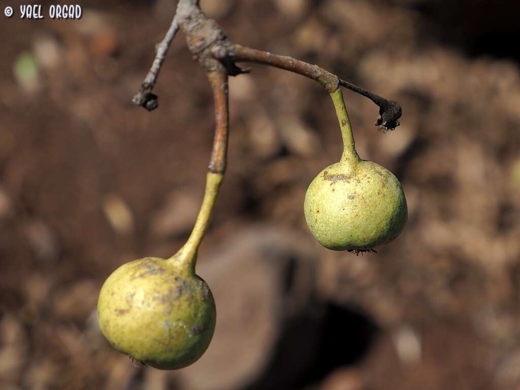 Image of Pyrus syriaca Boiss.