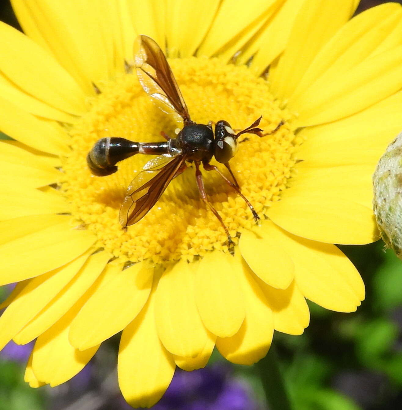 Image of Physocephala furcillata (Williston 1882)