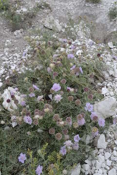 Image of Lomelosia isetensis (L.) J. Soják