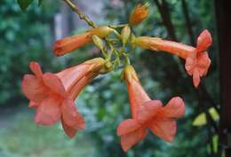 Image of Chinese Trumpet Vine