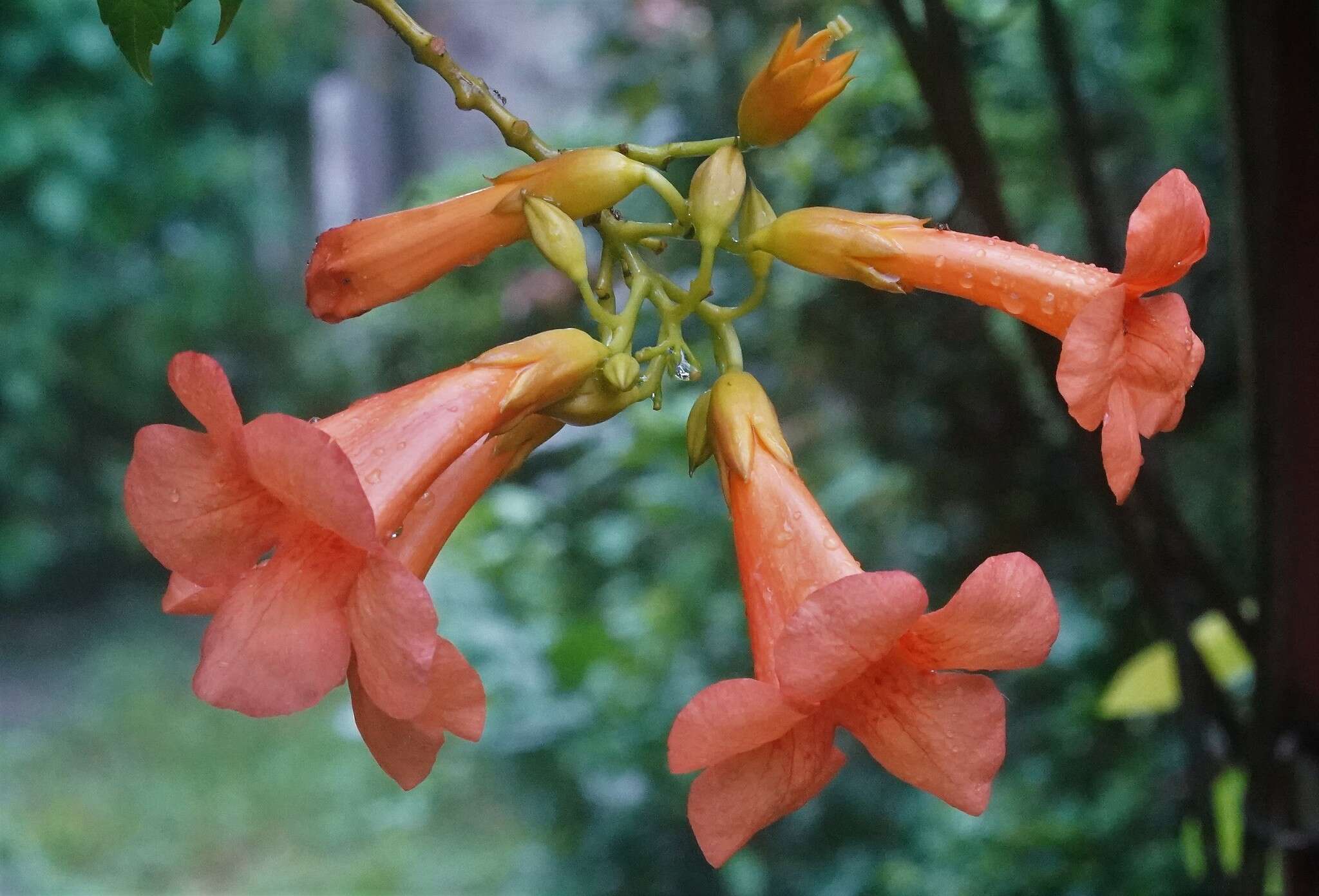 Image of Chinese Trumpet Vine