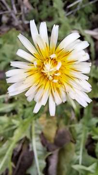 Image of Japanese dandelion