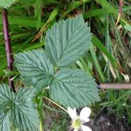 Image of Rubus scissus W. C. R. Watson