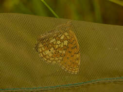 Image of Twin-spot Fritillary