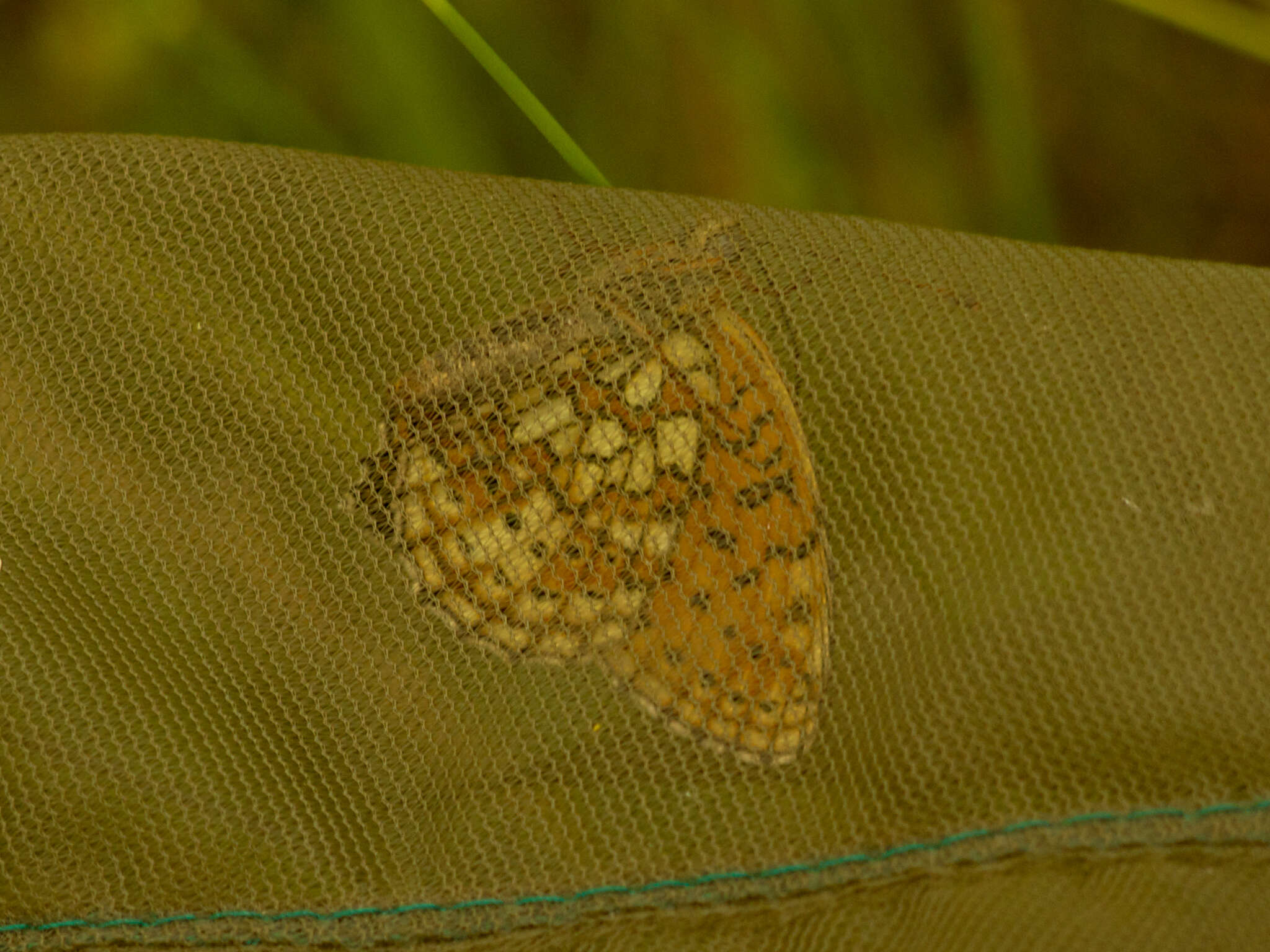 Image of Twin-spot Fritillary