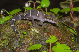 Image of Boulenger’s Indian Gecko