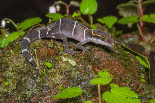 Image of Boulenger’s Indian Gecko