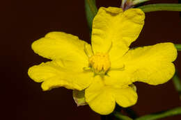 Image of Hibbertia exasperata (Steudel) Briq.