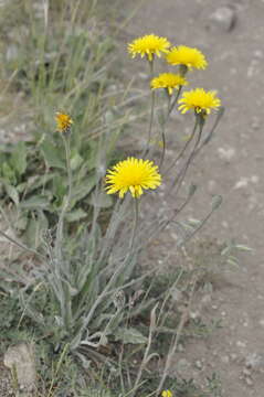 Image of Leontodon biscutellifolius DC.