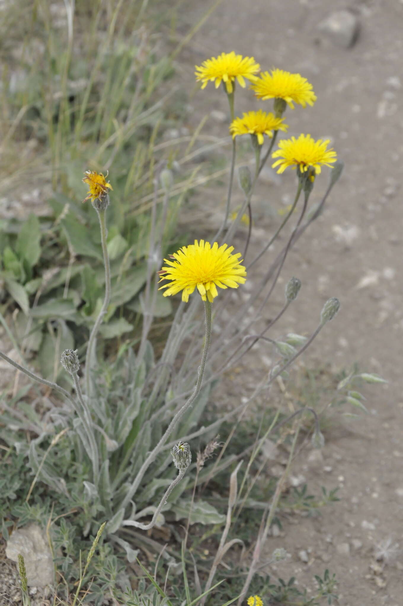 Image of Leontodon biscutellifolius DC.