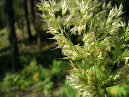 Image of pinegrass