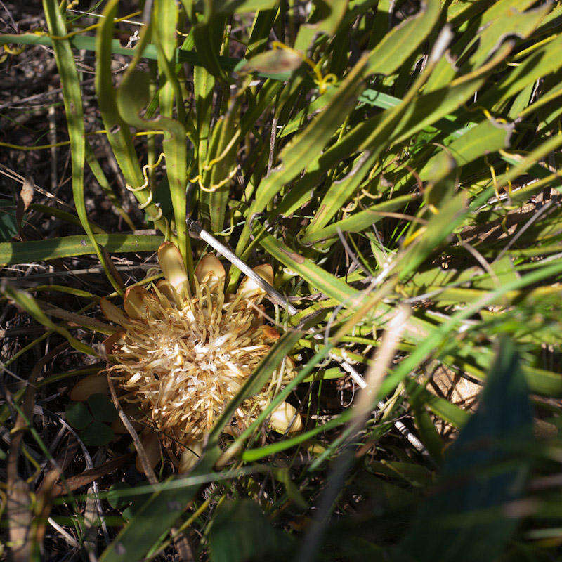 Imagem de Protea scabra R. Br.