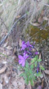 Imagem de Lobelia aurita (Brandegee) T. J. Ayers