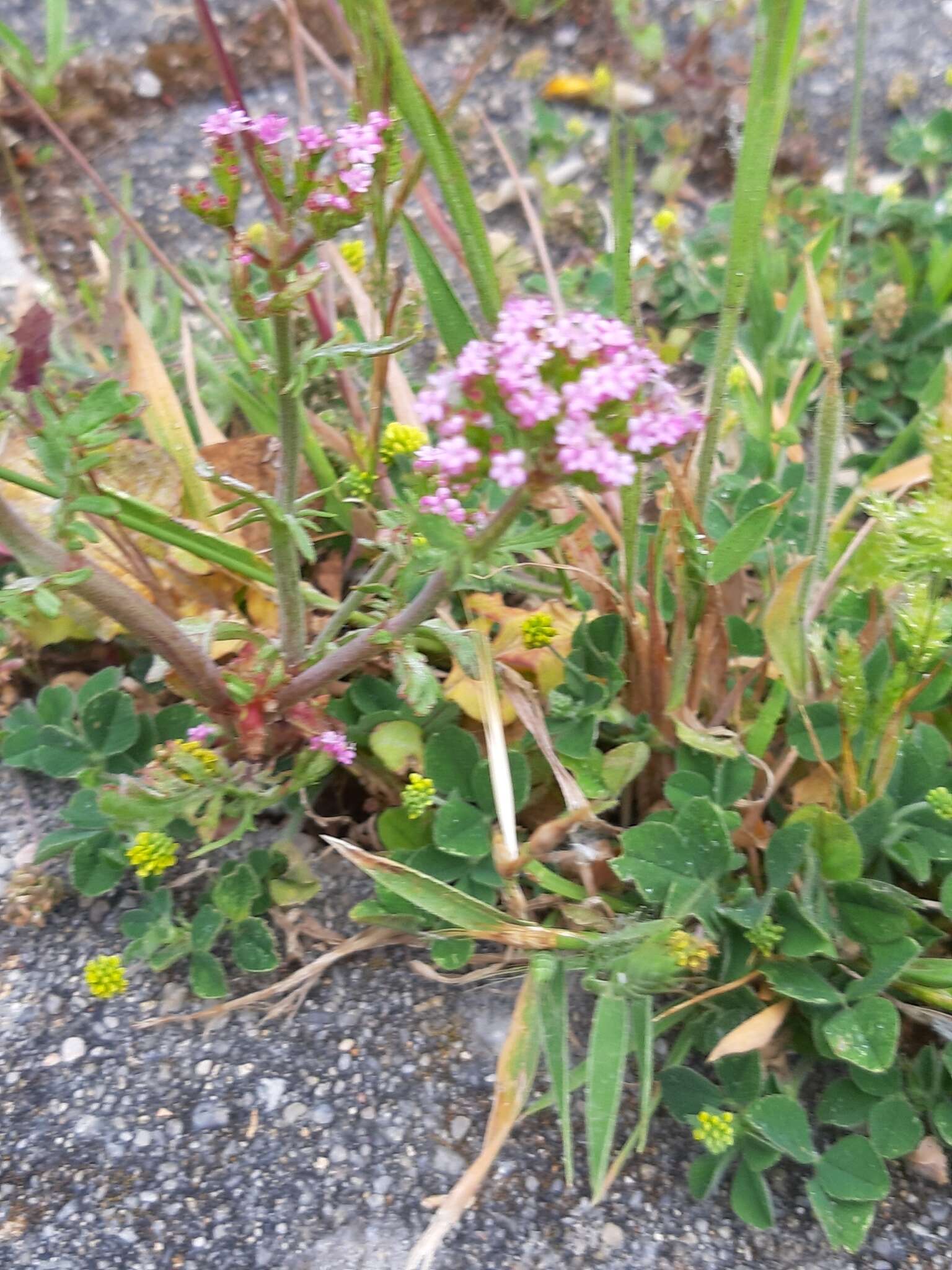 Image of Centranthus calcitrapae (L.) Dufr.