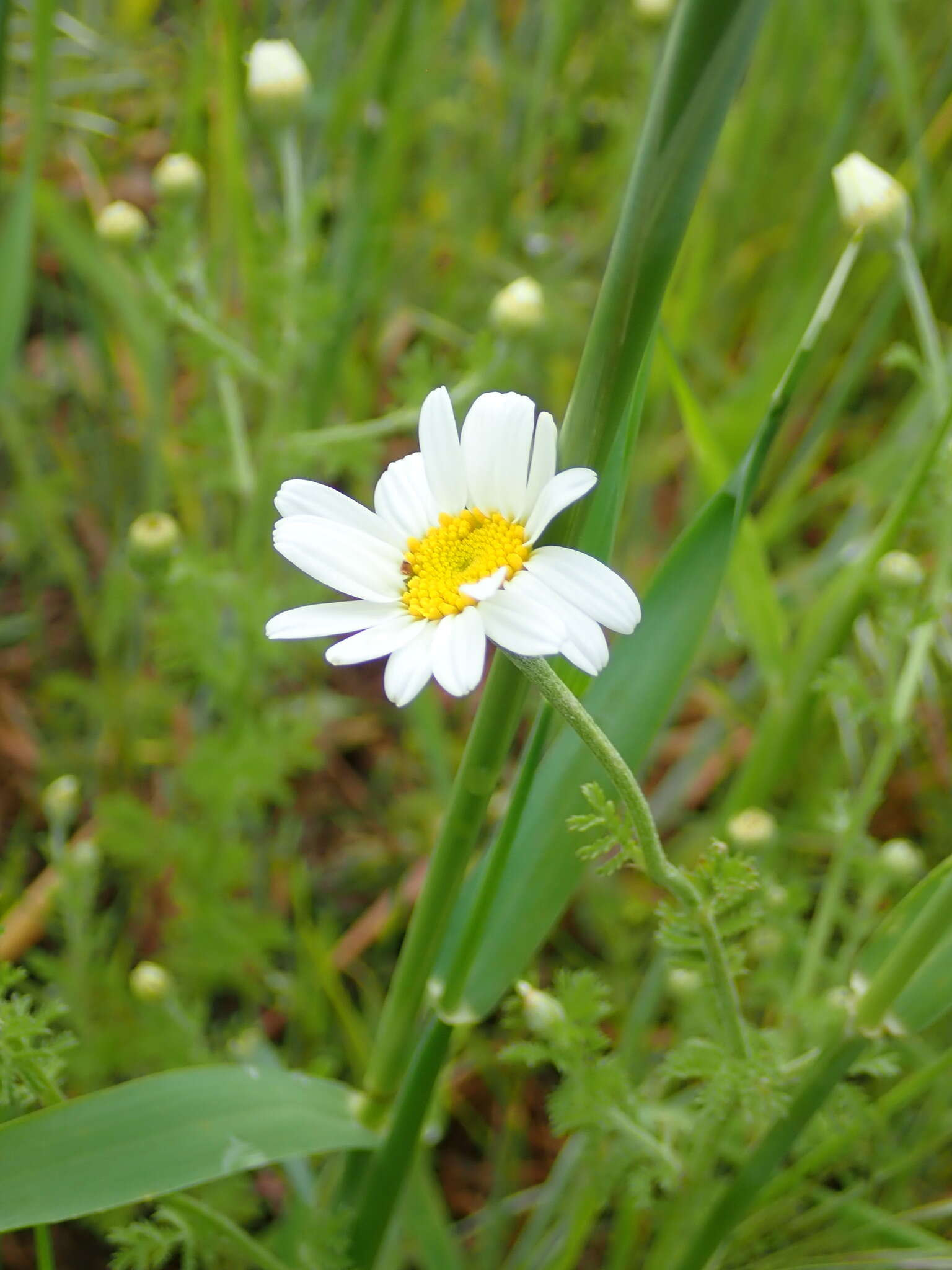 Image of Austrian chamomile