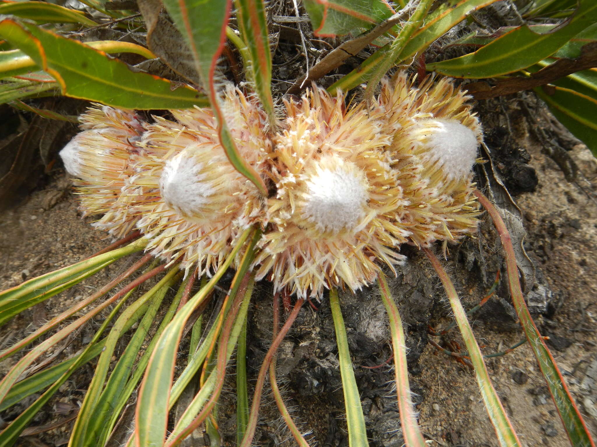 Image of harts-tongue-fern sugarbush