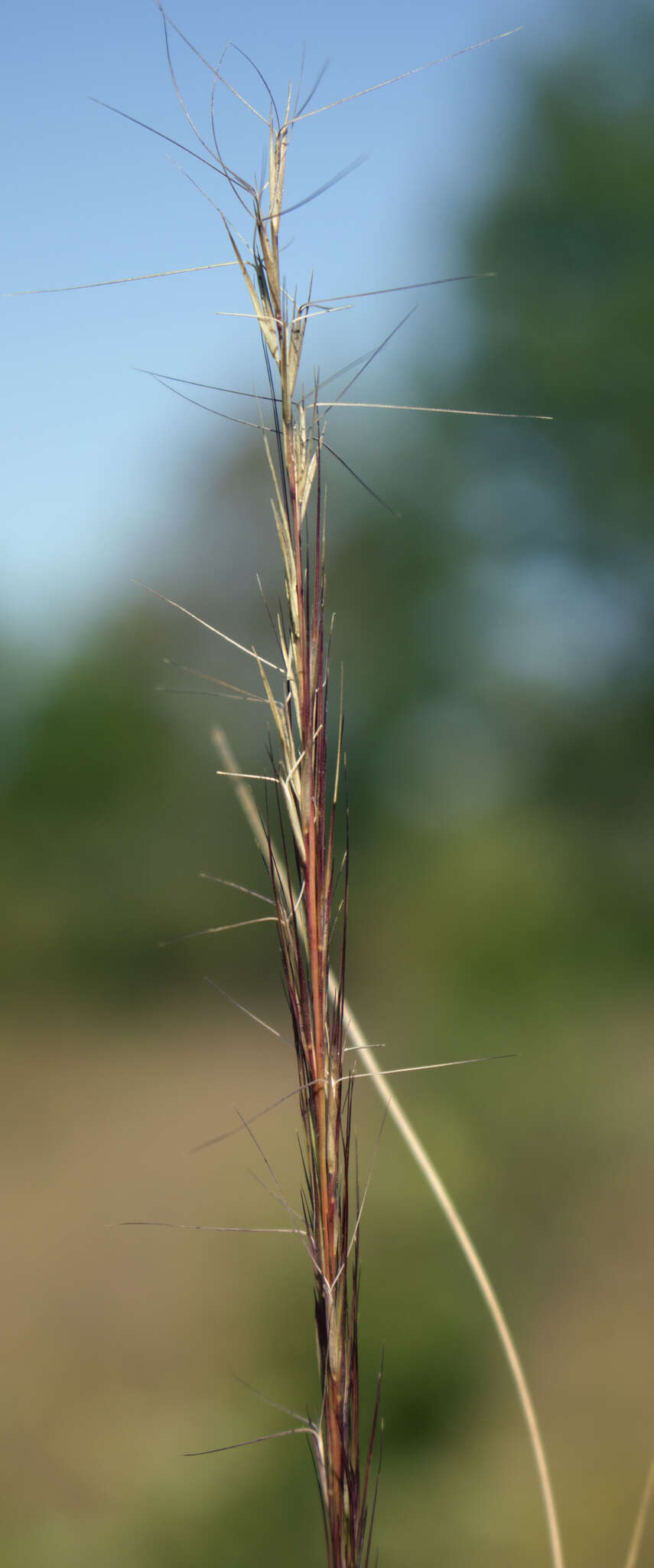 Imagem de Aristida purpurascens Poir.