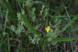 Imagem de Hypericum edisonianum (Small) P. Adams & N. Robson