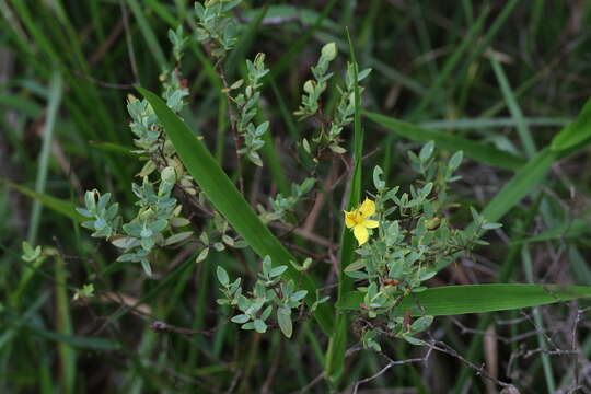 صورة Hypericum edisonianum (Small) P. Adams & N. Robson