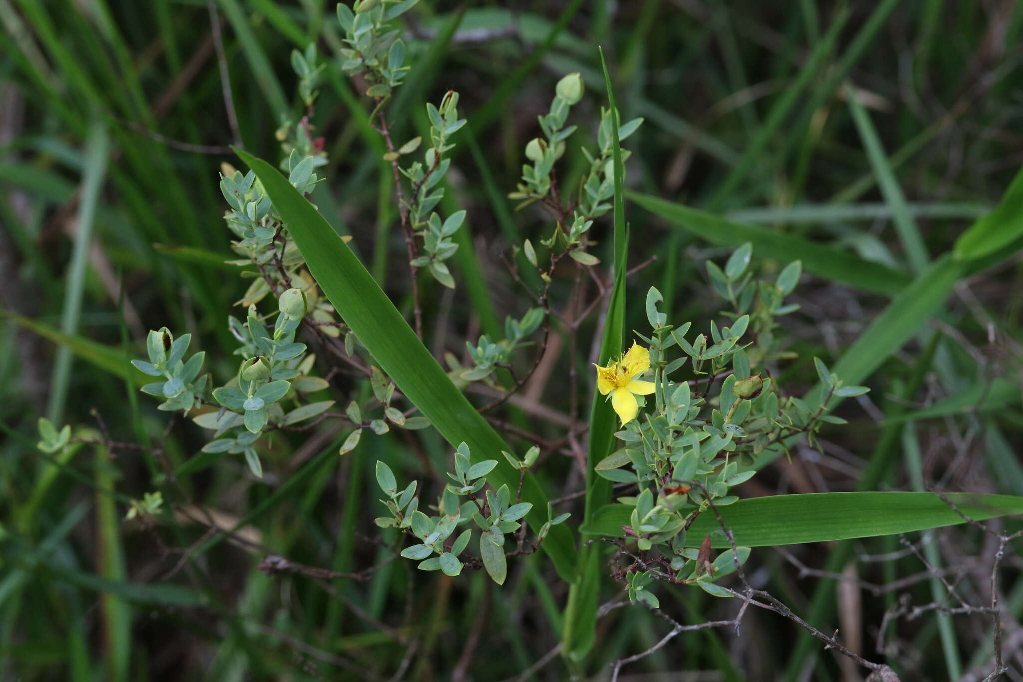 Image of Arcadian St. John's-Wort