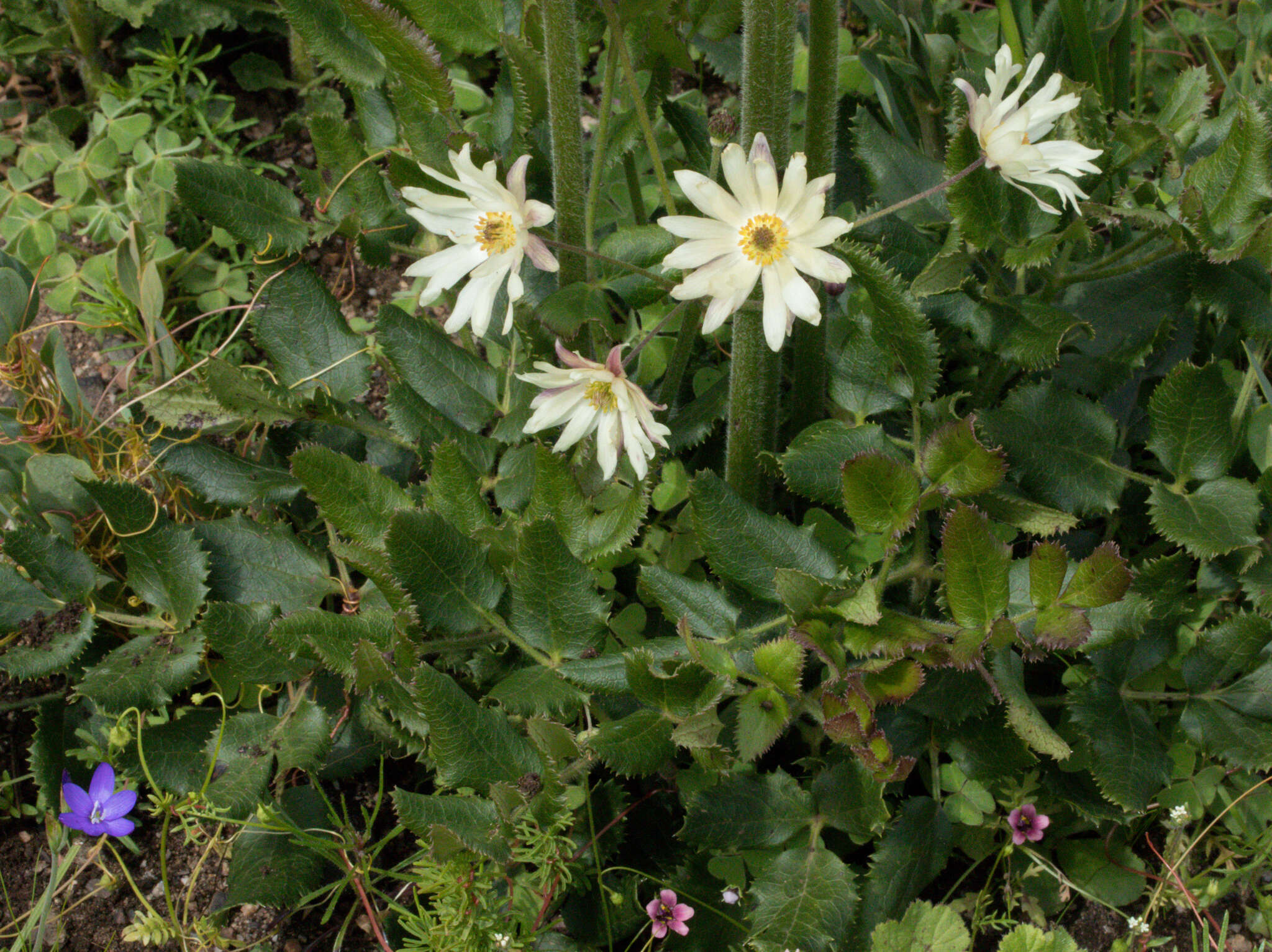 Image of Knowltonia anemonoides H. Rasmussen