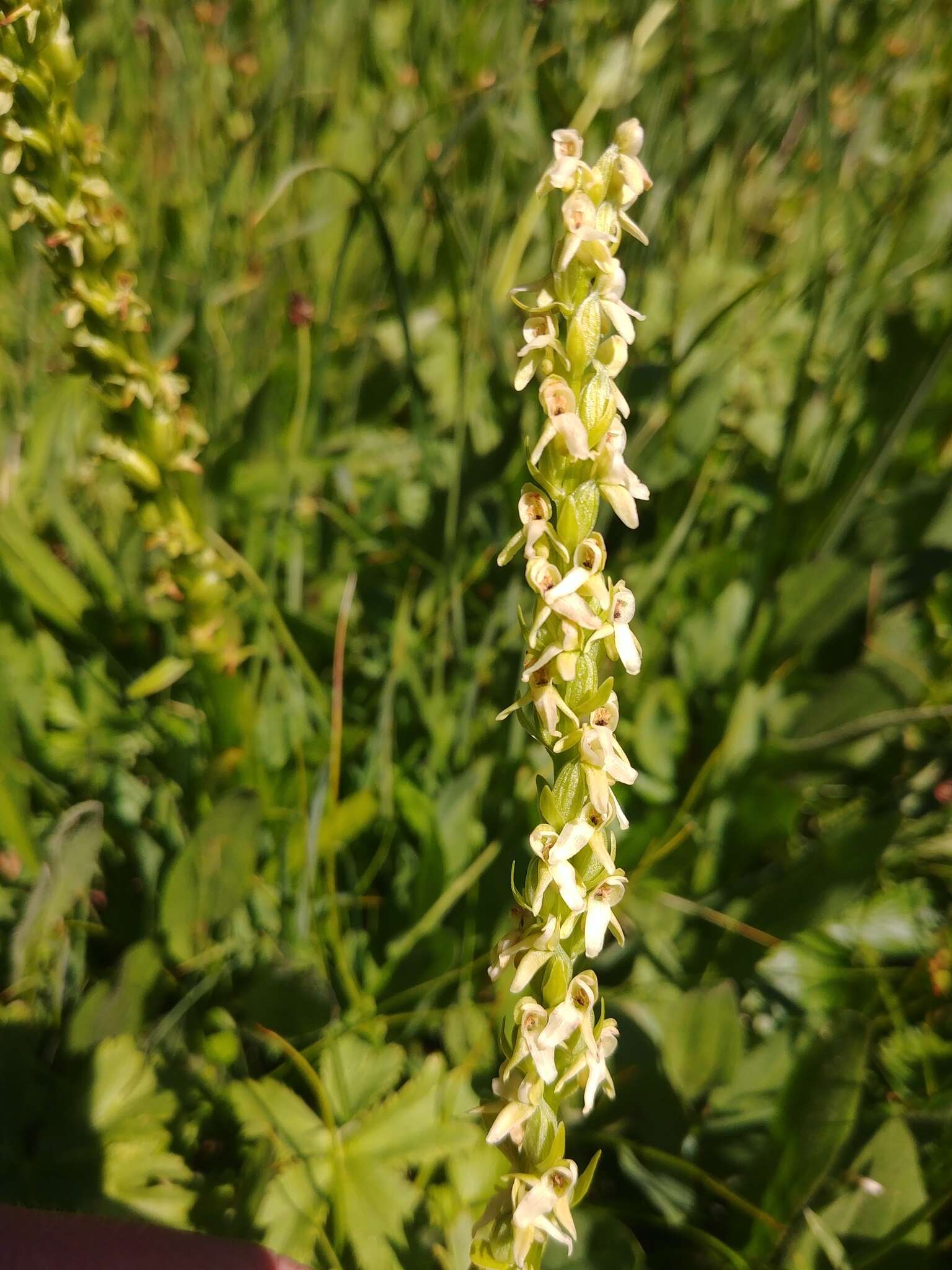 Imagem de Platanthera estesii W. J. Schrenk