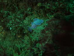 Image of pink flatworm