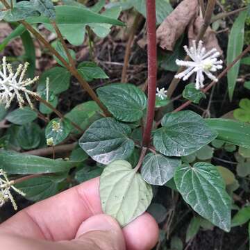 Image of <i>Peperomia resediflora</i>