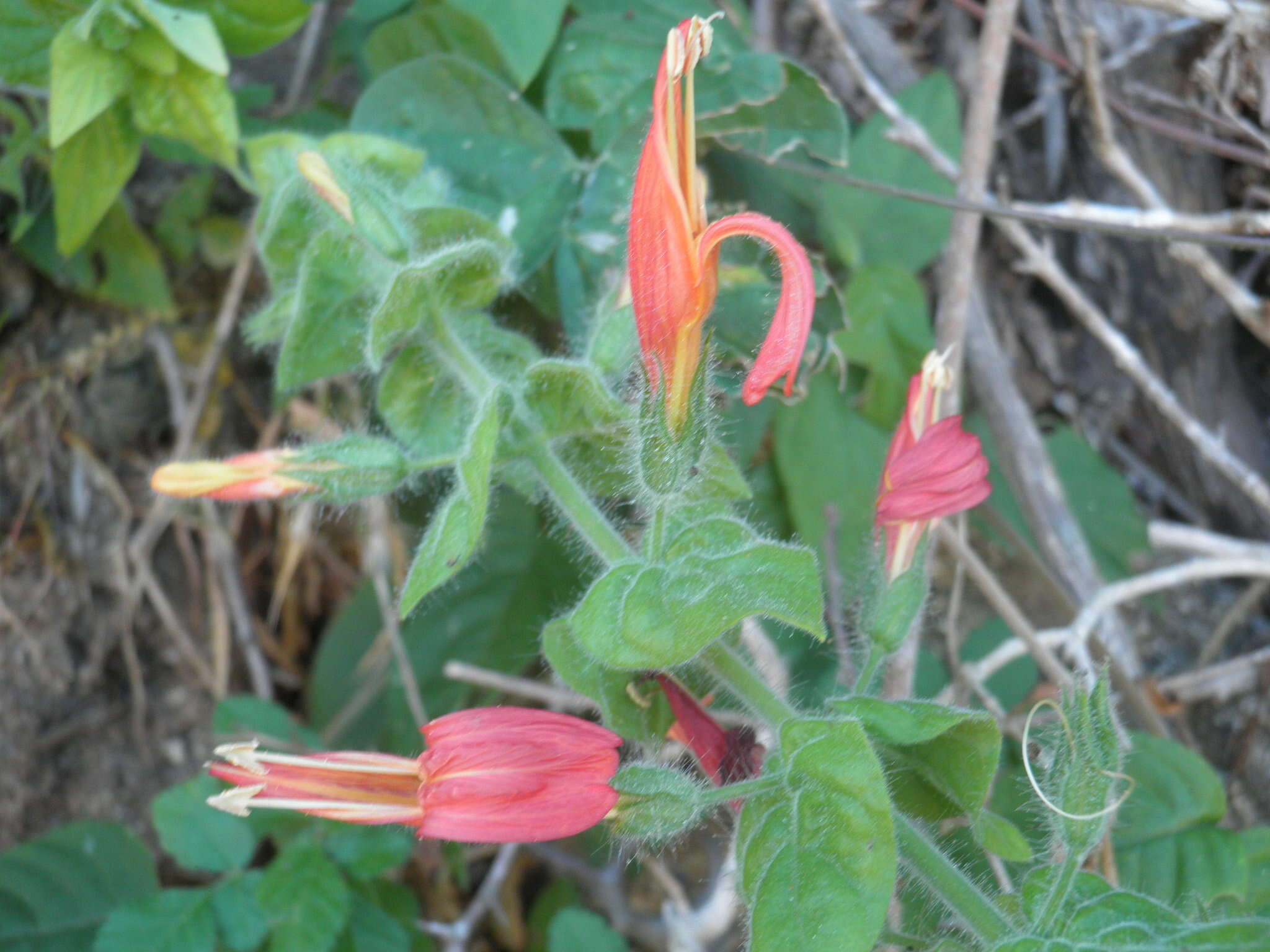 Justicia purpusii (Brandeg.) D. N. Gibson resmi