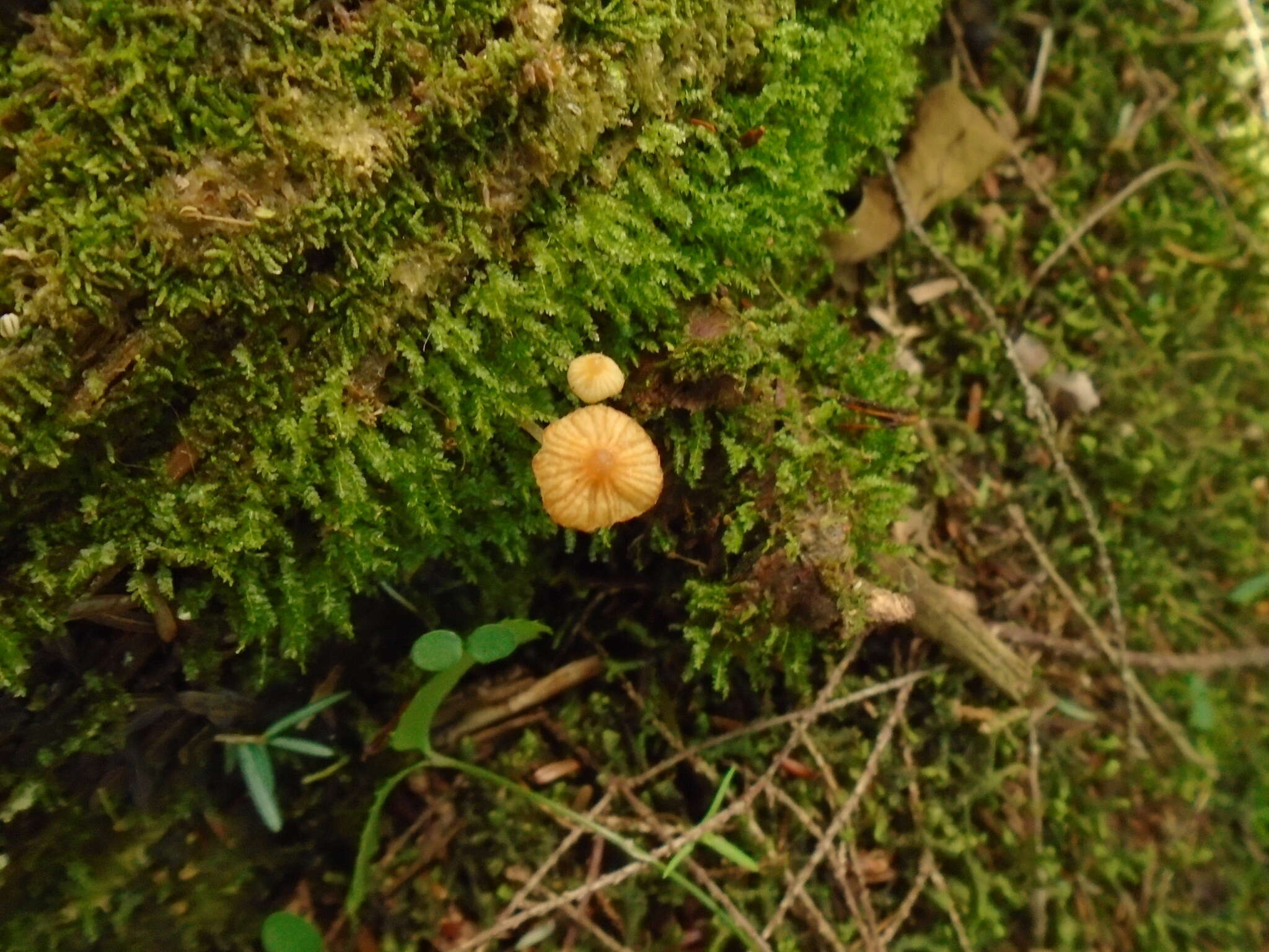 Image of Galerina sphagnorum (Pers.) Kühner 1935