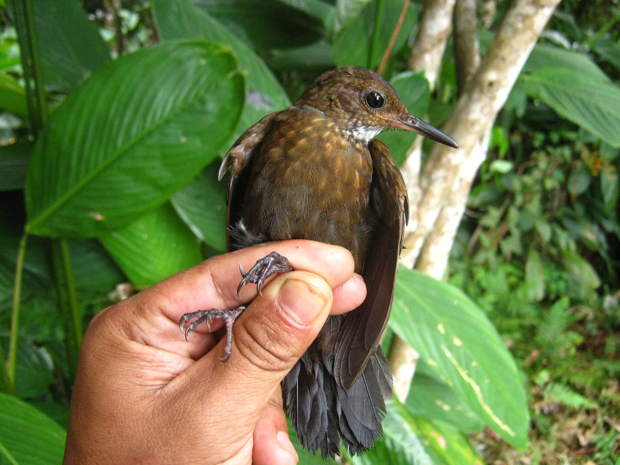 Image of Scaly-throated Leaftosser