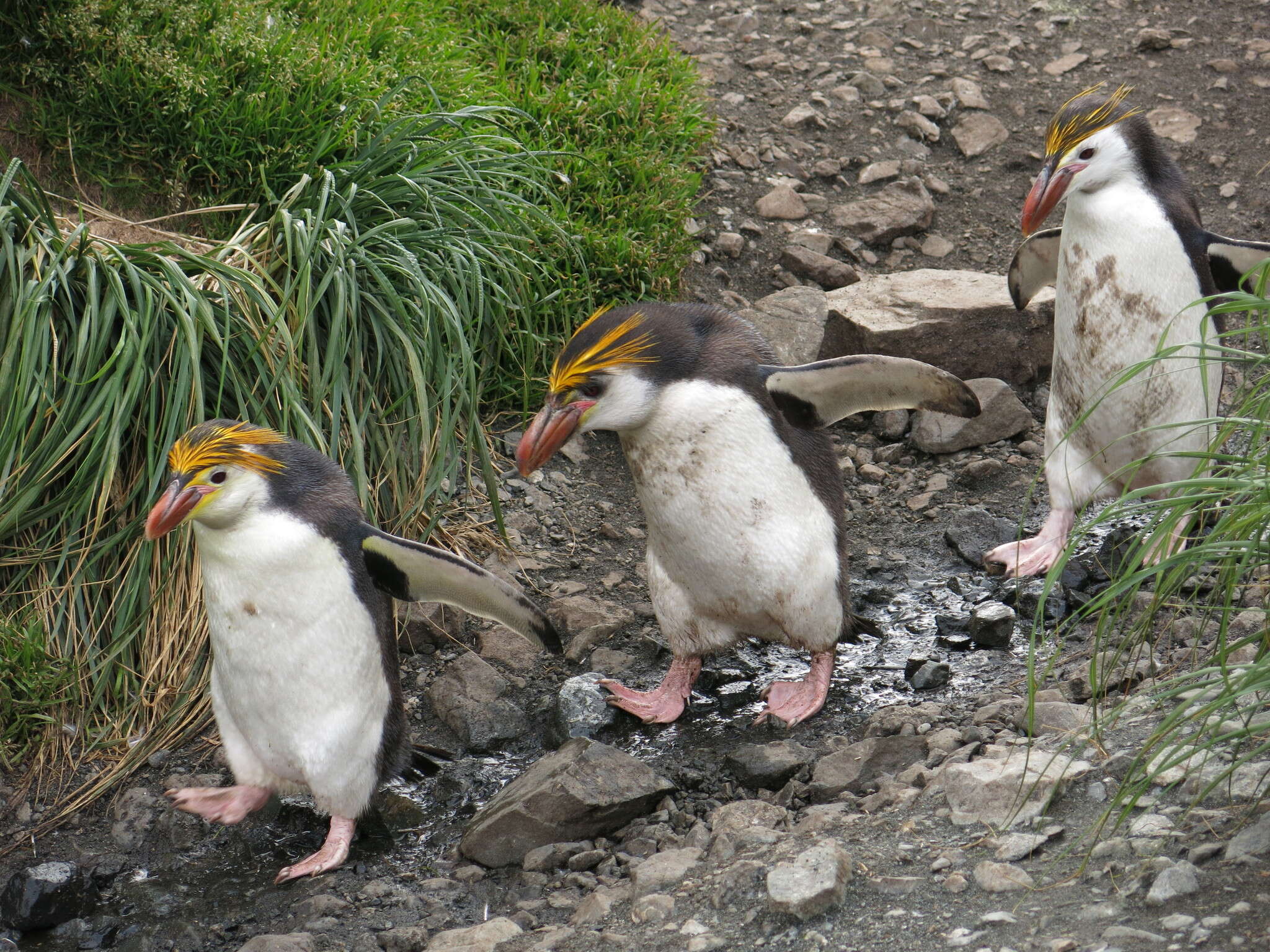 Image of Royal Penguin