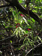 Слика од Prosthechea cochleata (L.) W. E. Higgins