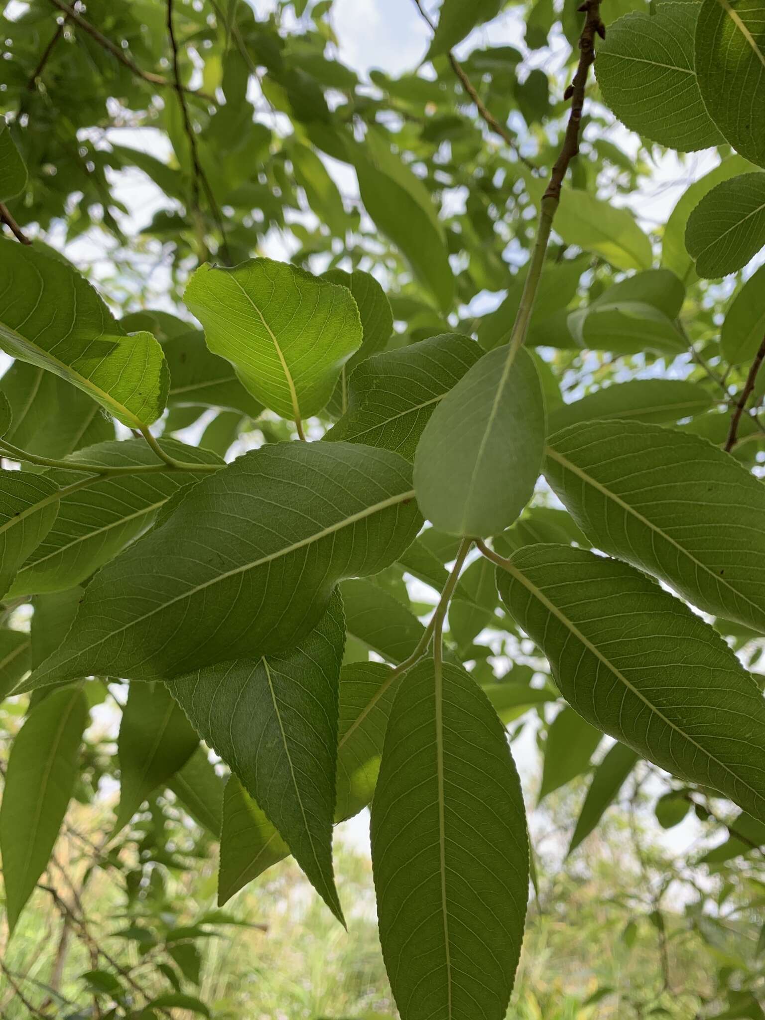 Image of Salix kusanoi (Hayata) C. K. Schneid.