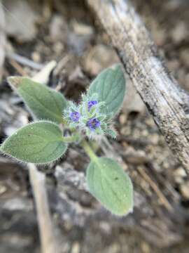 Image of Nine Mile Canyon phacelia