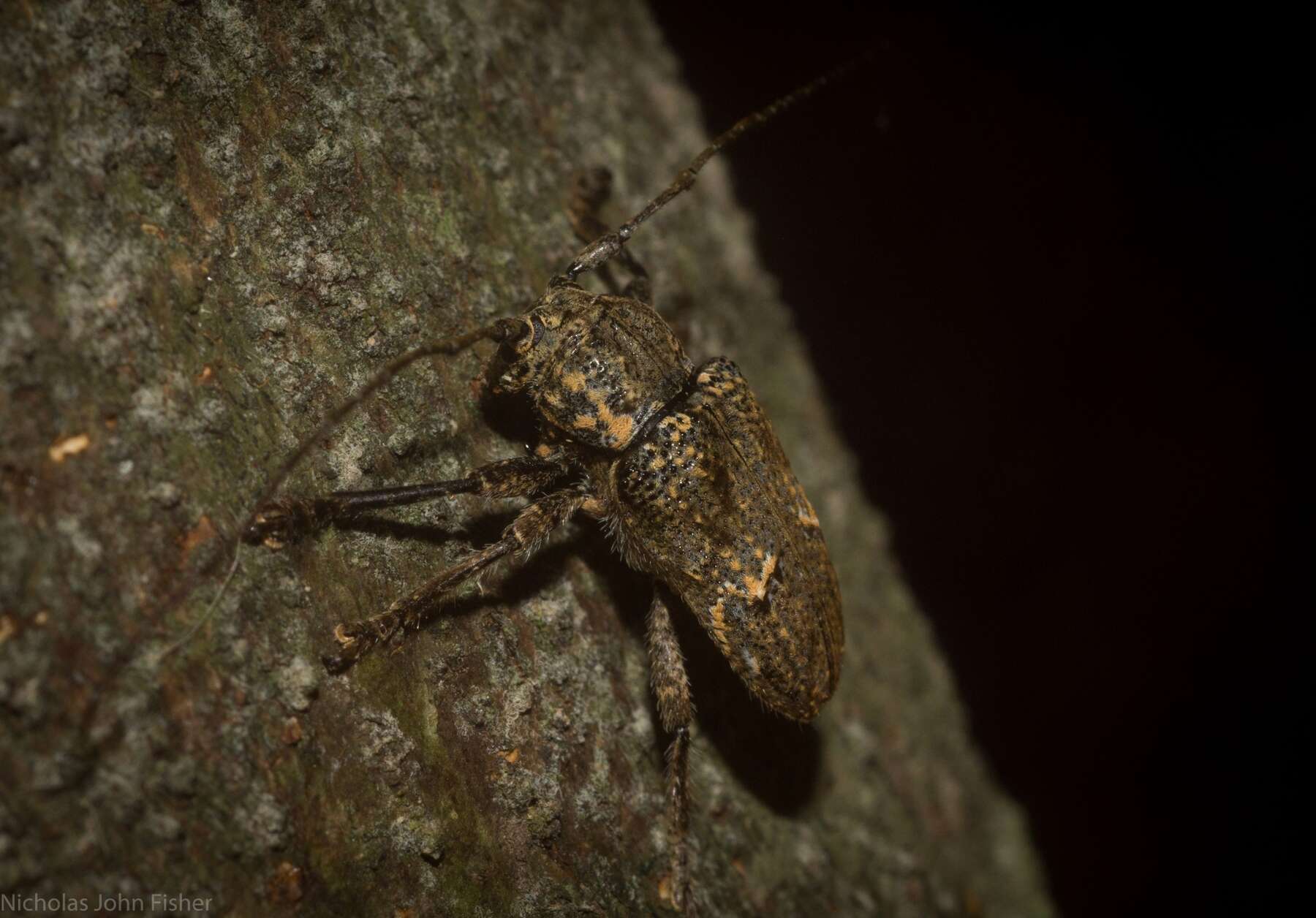 Image of Rhytiphora mediofasciata (Breuning 1938)