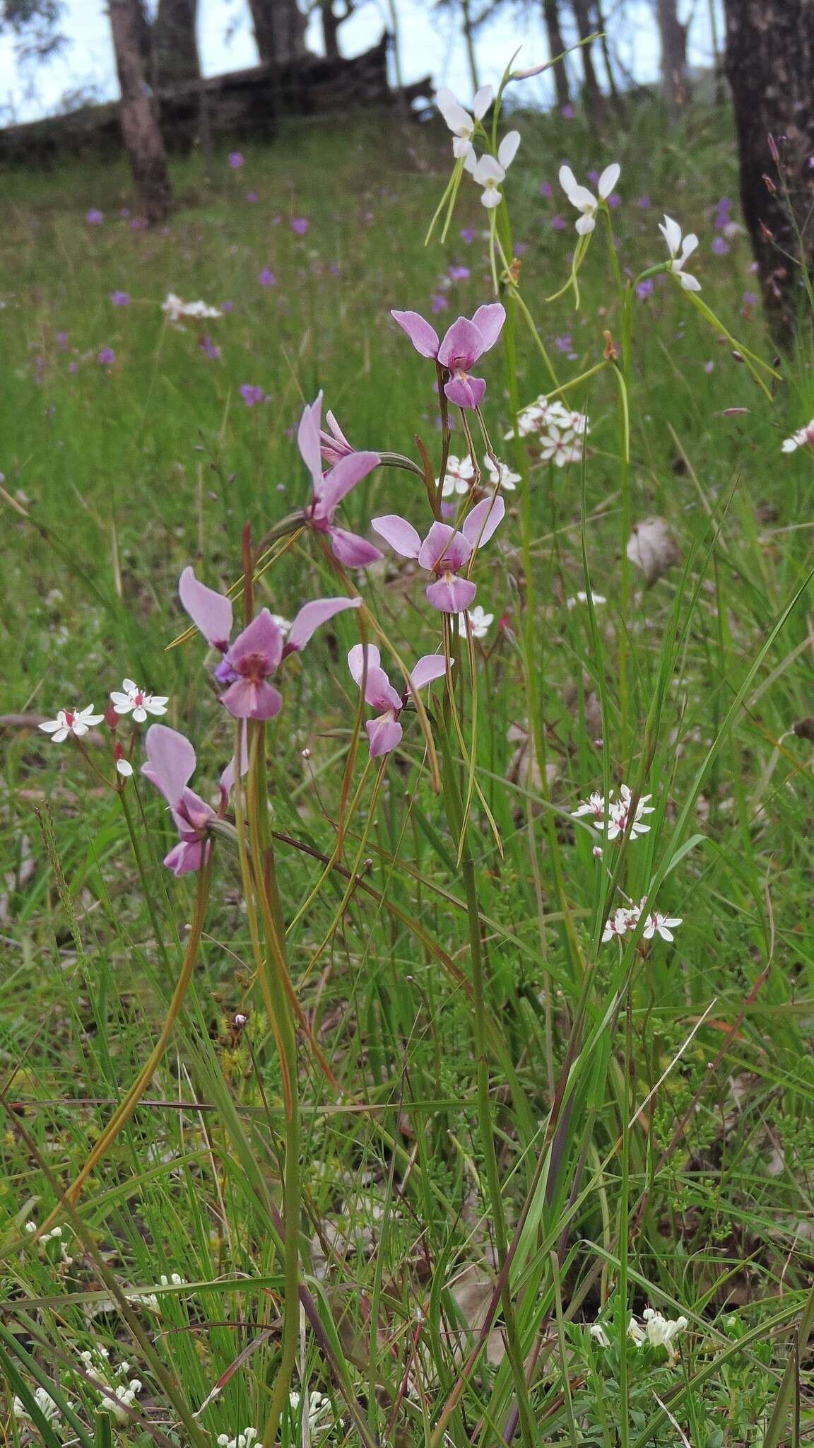 Image of Purple donkey orchid